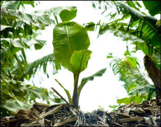 Bananier en herbe - Martinique