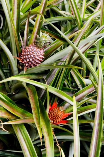 Ananas - Martinique
