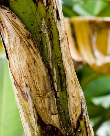 Tige de bananier - Martinique