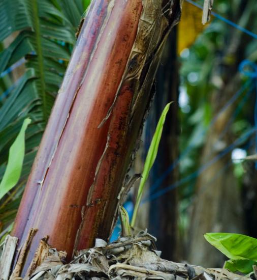 Tige de bananier - Martinique
