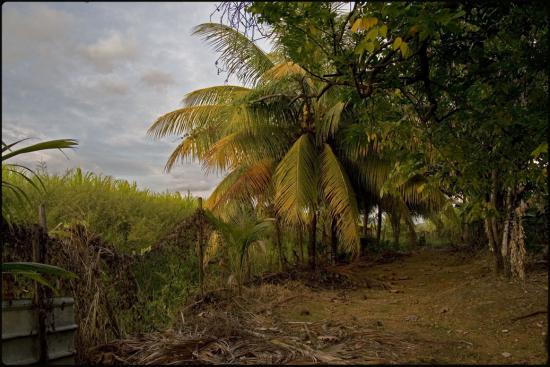 Le jardin d'Hubert - Le Lamentin