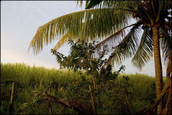 Le jardin d'hubert - Le Lamentin