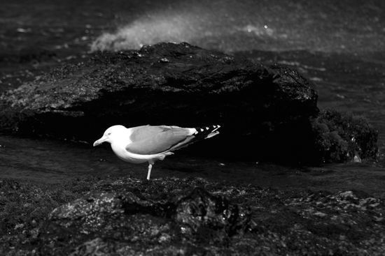 Seul dans le vent - Le Brusc - Six-Fours - Var