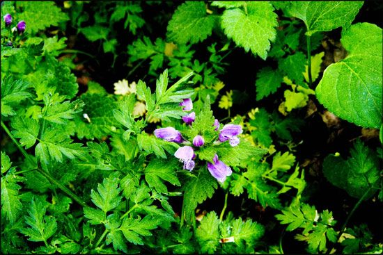 Mauve sur vert - Buoux - Luberon