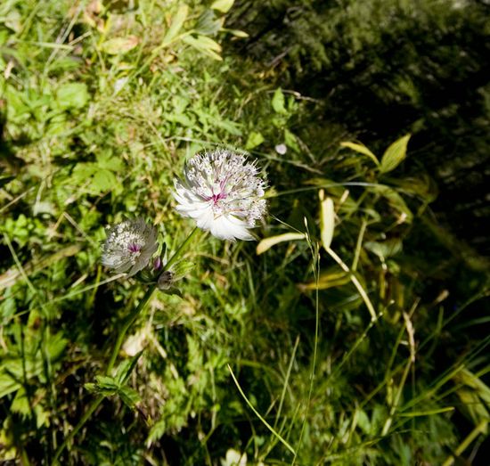 Parc du Mercantour, Alpes-de-haute-Provence