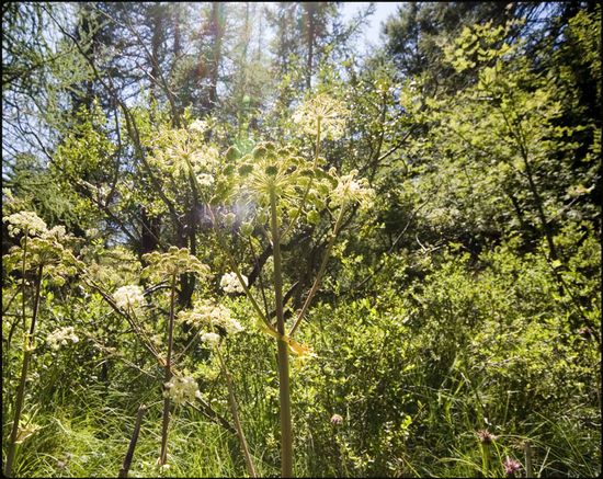 Parc du Mercantour, Alpes-de-haute-Provence
