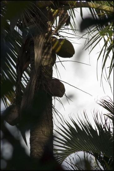 Cocotier - Martinique