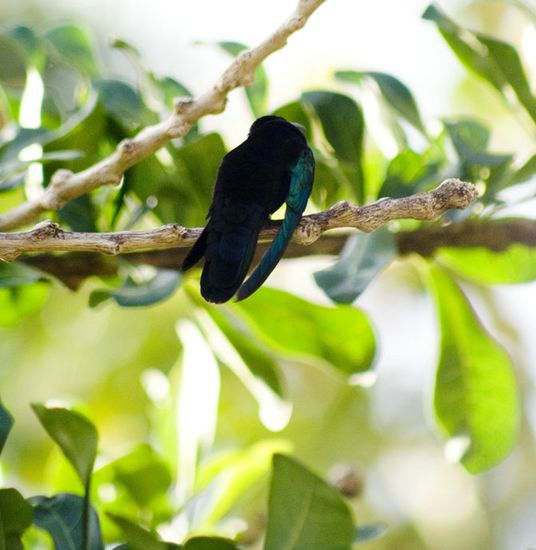 Colibri - Martinique