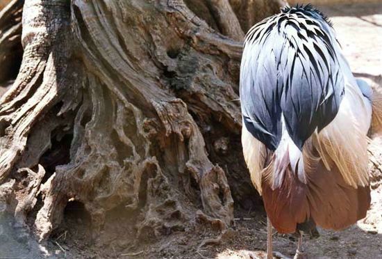 Plumes et bois - Bandol - Var