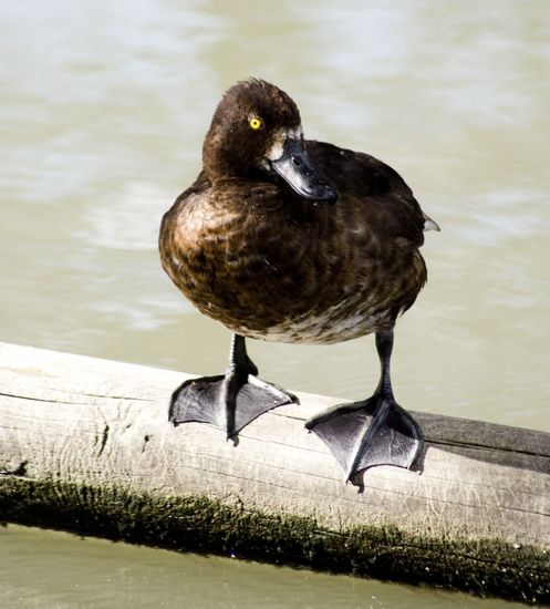 Noir c'est noir - Parc du Pont de Gau - Camargue
