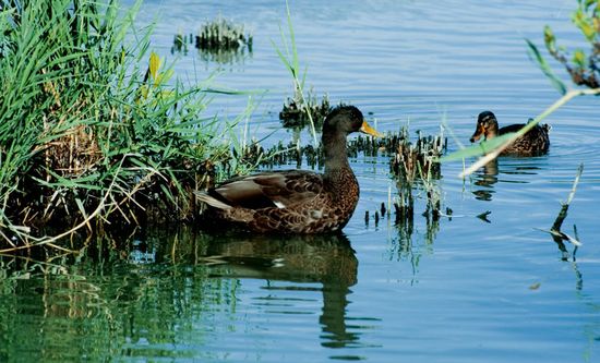 Canards et compagnie - Camargue