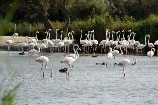Le quotidien chez les flamants - Camargue