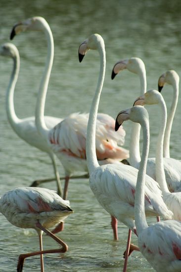 Flamants roses - Camargue