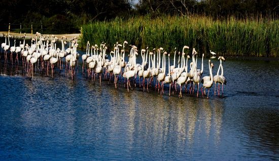 Flamants roses - Camargue