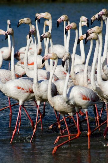 Flamants roses - Camargue