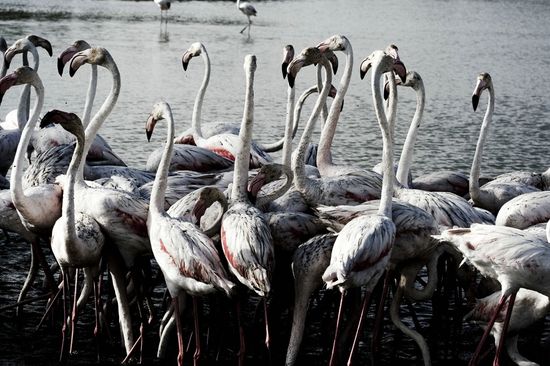 Flamants roses - Camargue