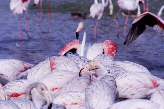 Flamants roses - Camargue