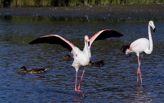 Flamants roses - Camargue