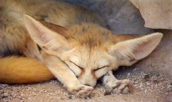 Fenec - Bandol - Var