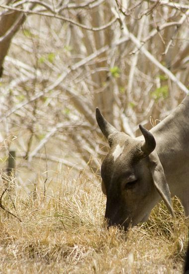 Vache d'origine Brahmane - Martinique
