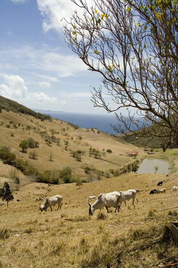 Vaches d'origine brahmane - Martinique