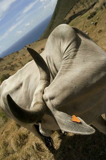 Vaches d'origine brahmane - Martinique