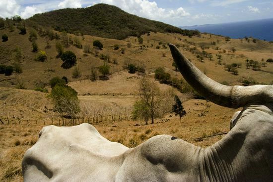 Vaches d'origine brahmane - Martinique