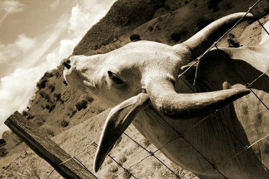 Vaches d'origine brahmane - Martinique