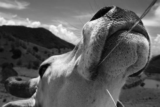 Vaches d'origine brahmane - Martinique