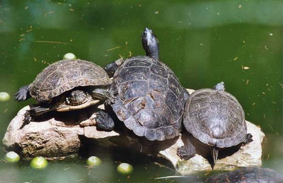 Tortues - Bandol - Var