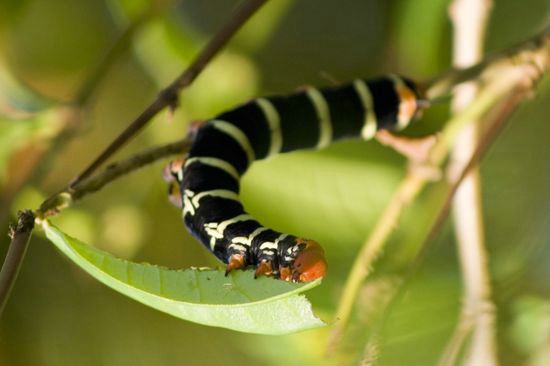Chenille - Martinique
