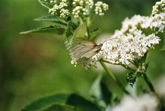 Papillon blanc - Luberon