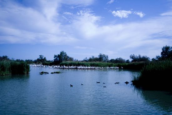 Parc ornithologique du Pont de Gau - Camargue