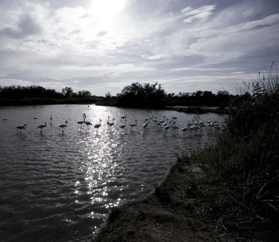 Procession de flamants - Parc du Pont de Gau - Camargue