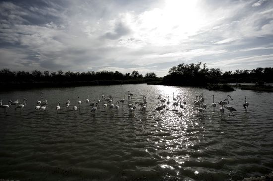 Procession de flamants - Parc du Pont de Gau - Camargue