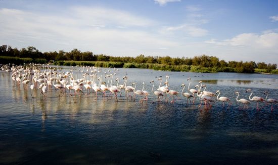 Les retrouvailles entre flamants - Parc du Pont de Gau - Camargue