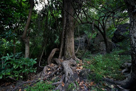 Bandhavgarh - Madhya Pradesh