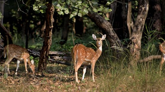 Biches hindoues - Bandhavgarh - Madhya Pradesh - Inde