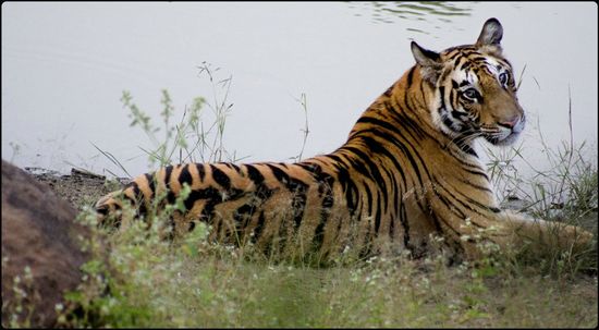 Tigre du Bengale - Bandhavgarh - Madhya Pradesh - Inde
