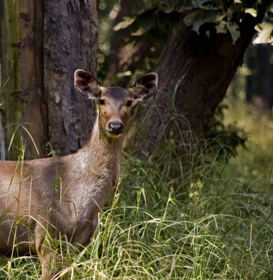Samba aux aguets - Khana - Madhya Pradesh - Inde