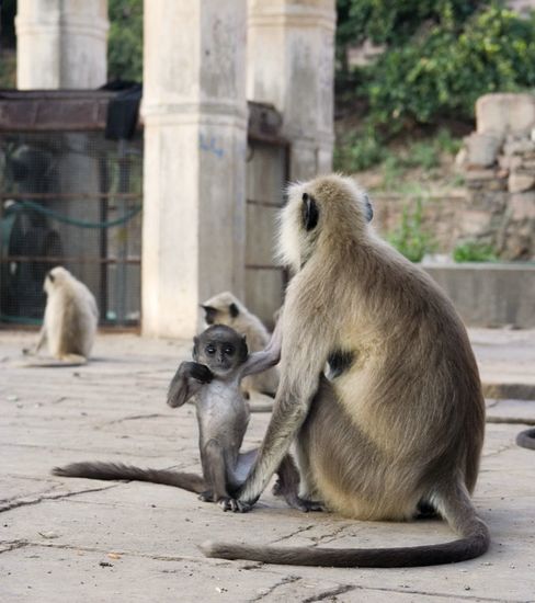 Familles Singe aux portes de Ranthambhore - Rajasthan - Inde