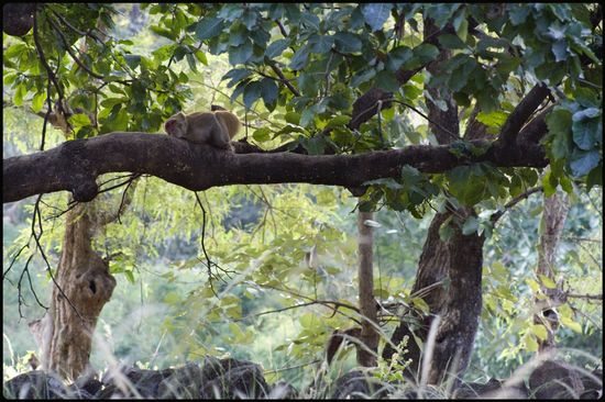 Khana - Madhya Pradesh