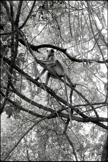 Les rois de la voltige - Khana - Madhya Pradesh - Inde