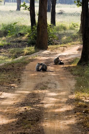 Triturages sur la piste - Bandhavgarh - Madhya Pradesh - Inde