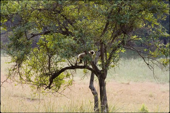 Singe curieux - Khana - Madhya Pradesh - Inde