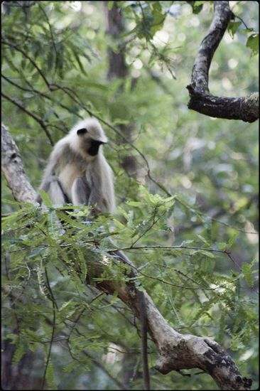 Les black faces de Bandhavgarh - Madhya Pradesh - Inde