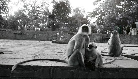 Gardiens du fort de Ramthambhore - Rajasthan - Inde