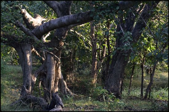 Bandhavgarh, Madhya Pradesh