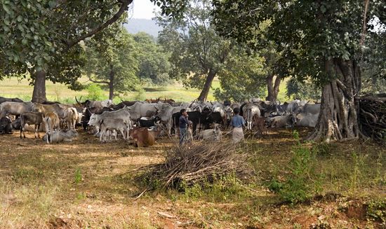 Bergers en herbe - Madhya Pradesh 