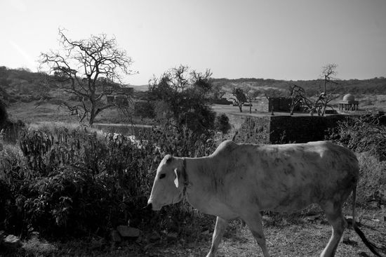 Vers le temple de Ganesha - Ranthambhore - Rajasthan